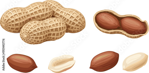 Peanut Set Whole and Shelled Groundnut Healthy Snack Food Vector Illustration