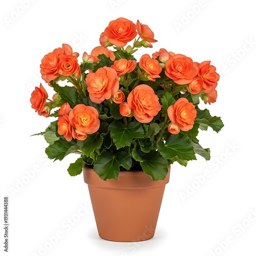 Wallpaper Mural A potted plant with vibrant orange flowers Torontodigital.ca