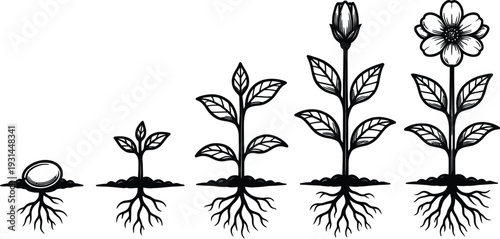 Set of 6 plant growth stages icons vector