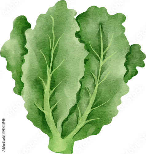 watercolor lettuce