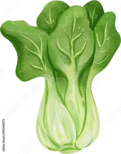 Photos watercolor bok choy