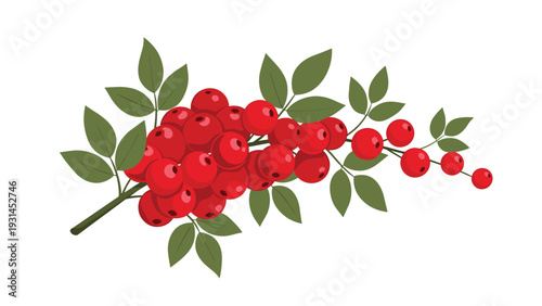 Green leafy branch laden with clusters of bright red berries like rowan or holly berries isolated on a plain white background.