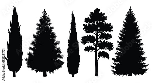 Variety of coniferous trees depicted in a dark striking silhouette