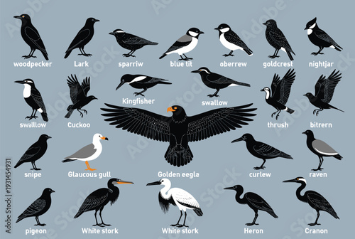 Flat vector bird silhouettes, woodpecker, lark, sparrow, blue tit, goldcrest, swallow, cuckoo, kingfisher, eagle, stork, heron, nature design