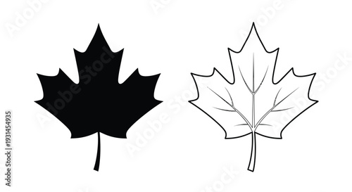 Two maple leaves one filled one outlined a striking silhouette