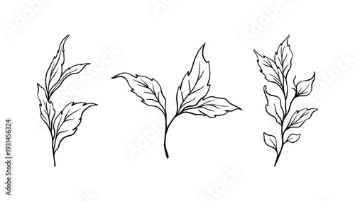 Botanical leaf line art set of three elegant hand drawn floral outline elements. Minimalist black and white botanical illustration isolated on white background, perfect for wedding invitations, logo