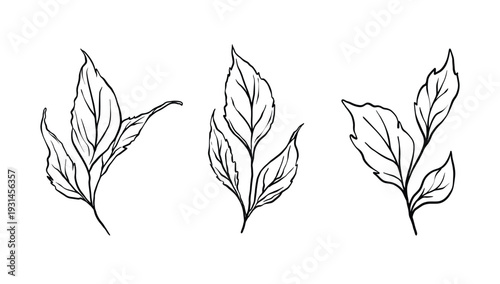 Botanical leaf line art set of three elegant hand drawn floral outline elements. Minimalist black and white botanical illustration isolated on white background, perfect for wedding invitations, logo