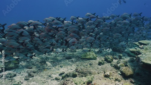 
Cinematic Underwater Shot of Vibrant Coral Reef and Tropical Fish, Marine Biodiversity Scene
