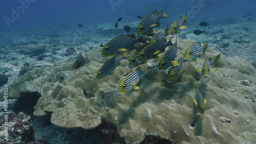 Relaxing Underwater Coral Reef with Colorful Tropical Fish in Clear Blue Ocean