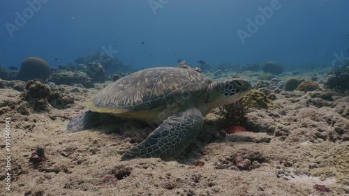 Sea Turtle Swimming Over Tropical Coral Reef in Crystal Clear Blue Water 4K