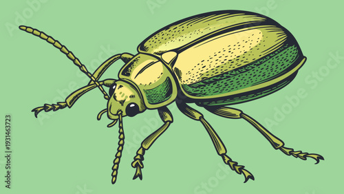 Detailed illustration of a green beetle on a light green background.