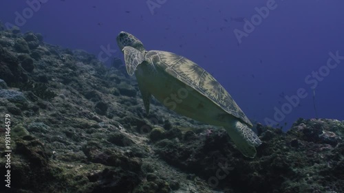 Endangered Sea Turtle in Healthy Coral Reef Ecosystem, Ocean Conservation Concept