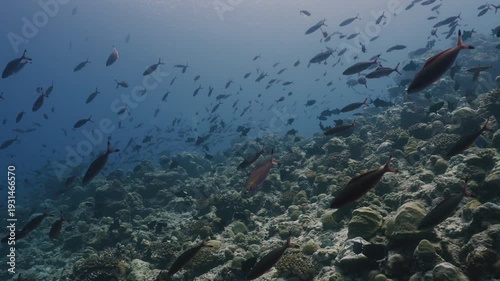 Tropical Coral Reef with Colorful Fish in Crystal Clear Water, Underwater Marine Life 4K
