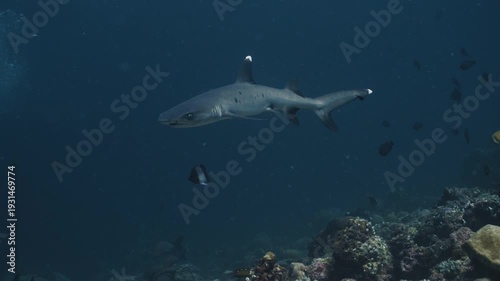 Whitetip Reef Shark Cruising Through Coral Reef, Tropical Underwater Predator 4K