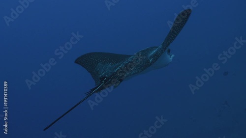Spotted Eagle Ray Gliding Over Coral Reef in Crystal Clear Tropical Water
