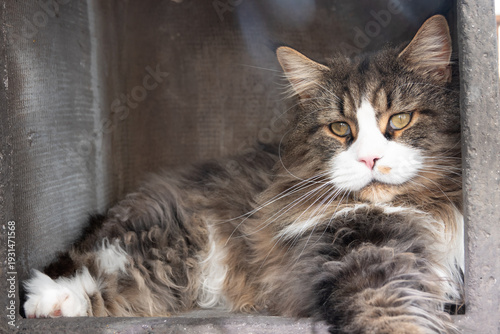 Maine Coon Kater liegend