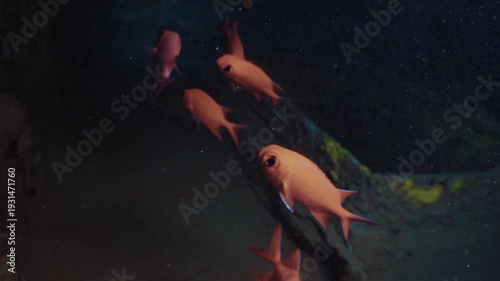 Relaxing Underwater Coral Reef with Colorful Tropical Fish in Clear Blue Ocean