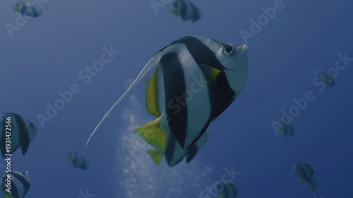 Tropical Coral Reef with Colorful Fish in Crystal Clear Water, Underwater Marine Life 4K
