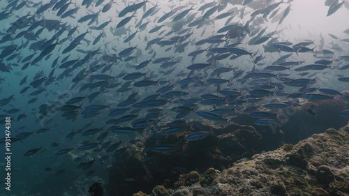 Tropical Coral Reef with Colorful Fish in Crystal Clear Water, Underwater Marine Life 4K
