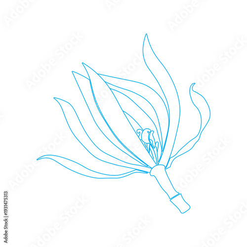 magnolia champaca, champaca flower, kantil flower