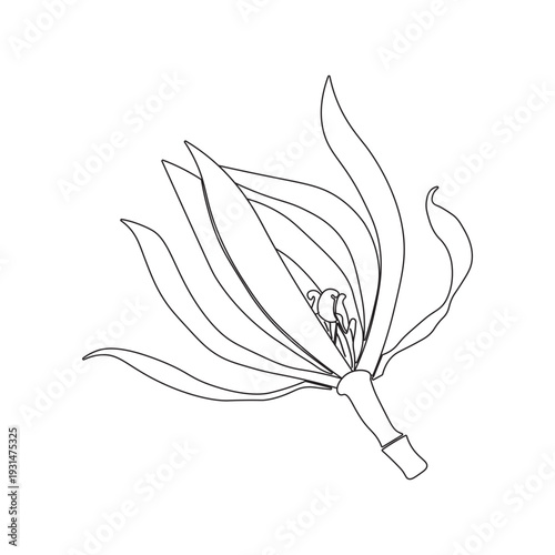 magnolia champaca, champaca flower, kantil flower