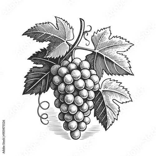 Vintage engraved grape bunch with leaves and vine. Hand drawn black and white vector illustration in detailed retro etching style.
