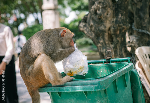 Photography Asian Macaque monkey eating food from plastic bag on trash bin in temple's park