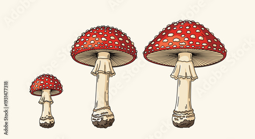 Three red fly agaric mushrooms of different sizes with white spots on their caps and gills visible under the cap on a pale base.