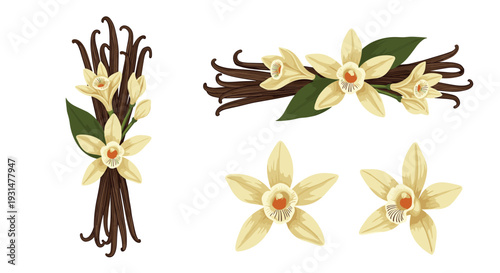 Vanilla blossoms and dried beans arranged in several elegant compositions for spice and flavor themes.