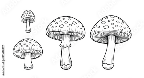 Four mushroom line art drawings in different sizes and shapes with detailed caps and gills for coloring and botanical studies.