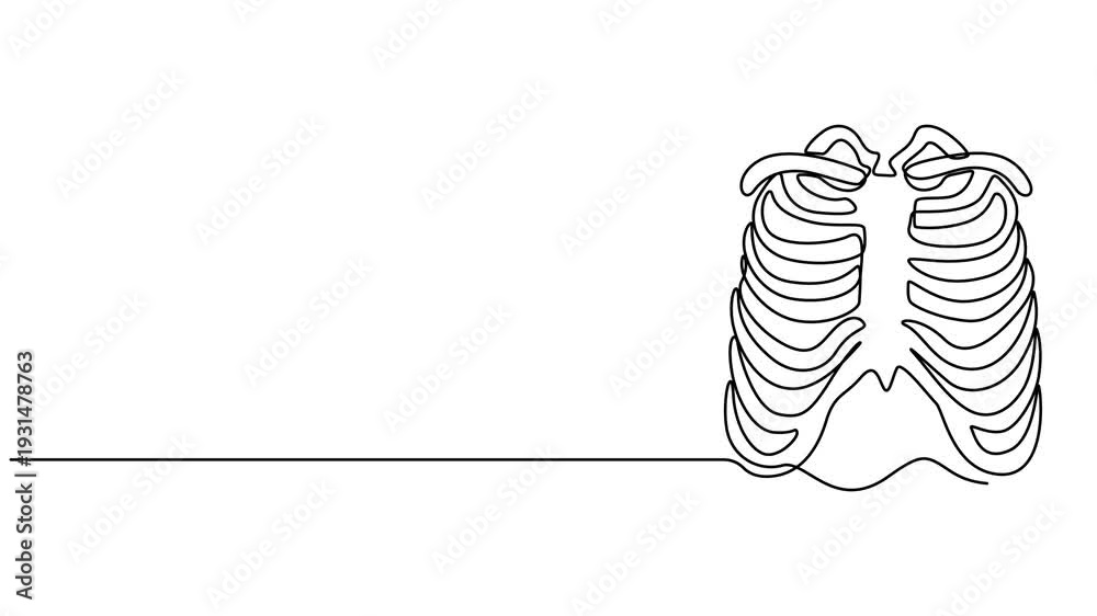human chest and ribs anatomy animation continuous one line drawing ...