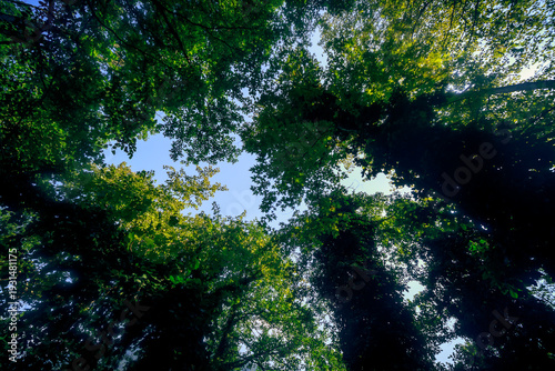 Sunlight filters through a dense green forest canopy in Georgia, showcasing vibrant foliage, tall trees covered in ivy, and a serene natural landscape during summer.
