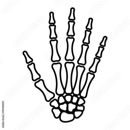 Human Skeletal Hand Bones Medical Illustration for Anatomy Study and Healthcare