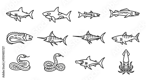 Collection of Marine Animals and Sea Creatures.