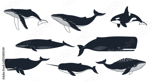 Assorted whales and orcas silhouetted against a clean white background, showcasing various species and their distinctive shapes from a side viewpoint.