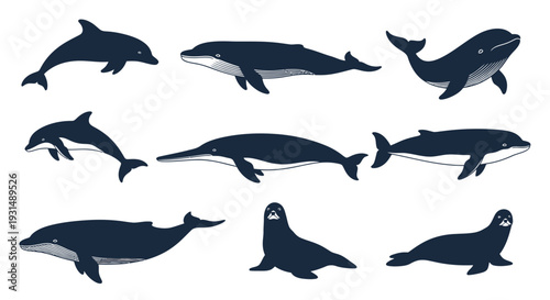 A diverse array of marine animals including whales and dolphins illustrated in a simple graphic style on a clean background from various viewpoints.