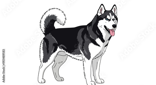 Illustration of a Happy Siberian Husky Dog with Tongue Out
