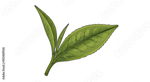 Illustration of Fresh Green Tea Leaves on White Background