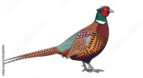Colorful pheasant illustration on white background for wildlife design