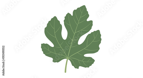 Detailed green fig leaf illustration on white background