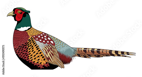 Colorful pheasant illustration with detailed plumage on white background