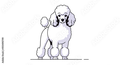 Elegant white poodle standing against a plain white background