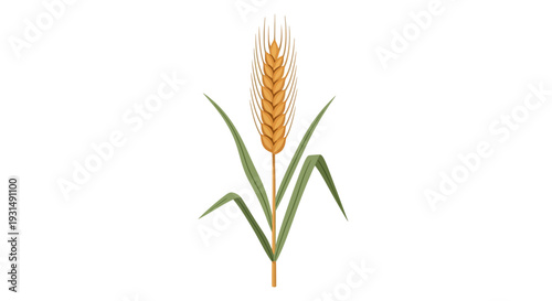 Detailed wheat illustration with green leaves on white background