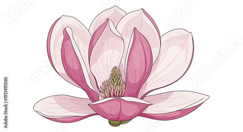 Elegant vector illustration of a blooming pink magnolia flower