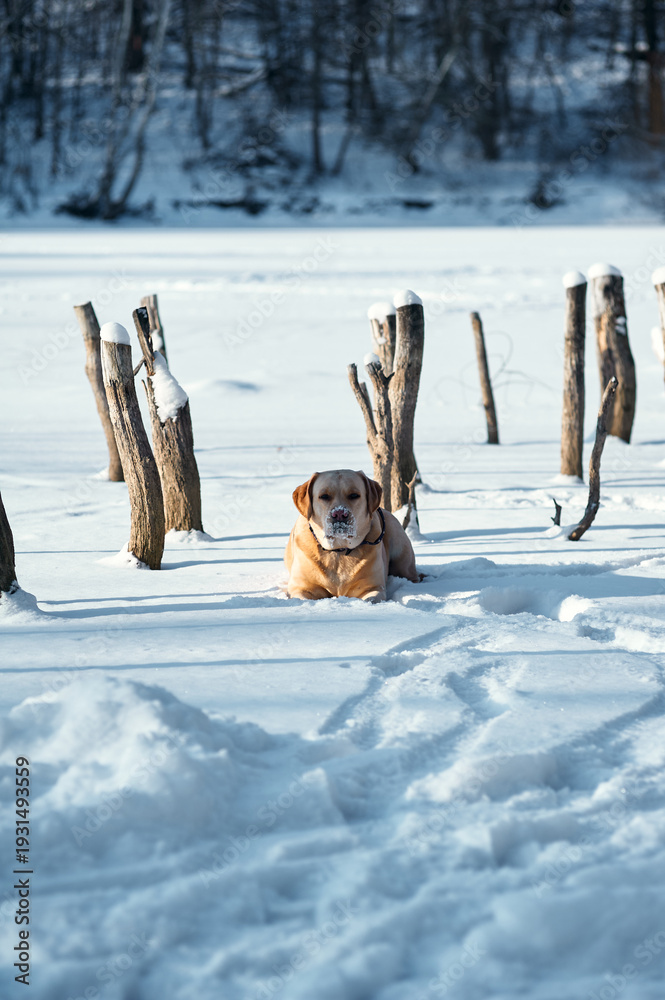 Fototapeta premium A white Lablador dog sits next to wooden stakes sticking out of the water on a snowy and frozen pond in the middle of a winter forest,