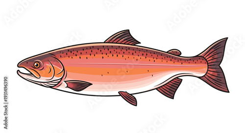 Detailed vector illustration of a salmon fish with vibrant colors