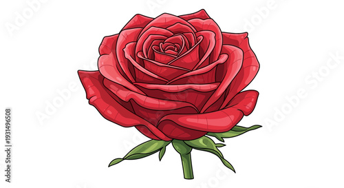 Detailed red rose illustration with green leaves on white background