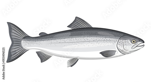 Detailed vector illustration of a realistic salmon fish on white background