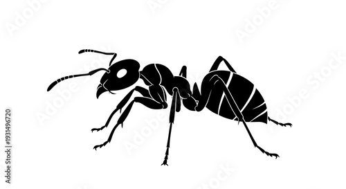 Black ant silhouette vector illustration on white background