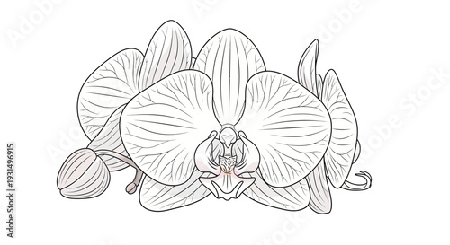 Elegant line art illustration of orchid flowers on white background